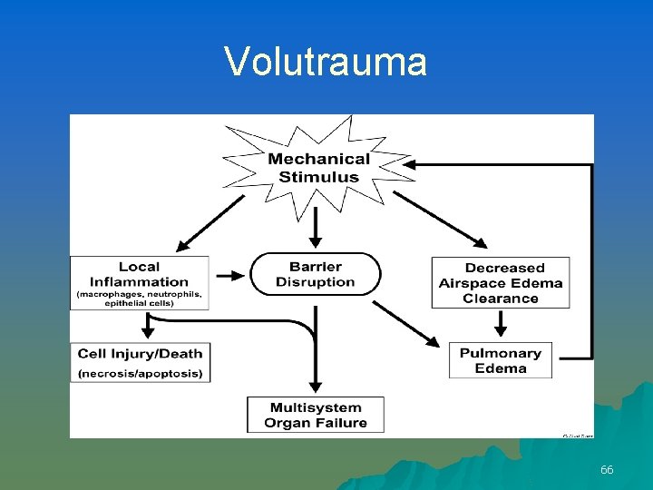 Volutrauma 66 