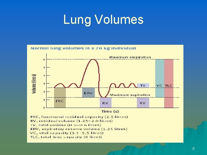 Lung Volumes 8 