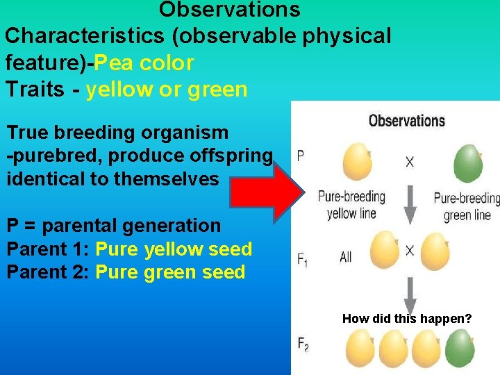 Observations Characteristics (observable physical feature)-Pea color Traits - yellow or green True breeding organism