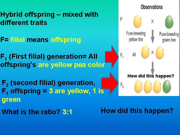 Hybrid offspring – mixed with different traits F= filial means offspring F 1 (First