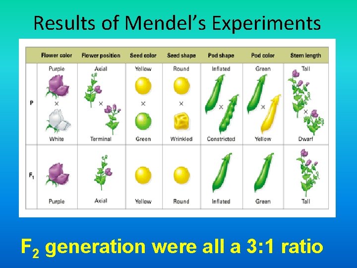 Results of Mendel’s Experiments F 2 generation were all a 3: 1 ratio 
