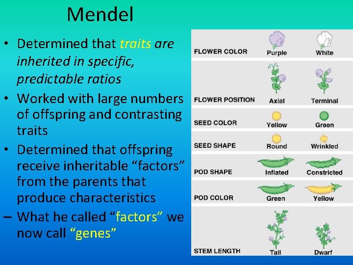 Mendel • Determined that traits are inherited in specific, predictable ratios • Worked with