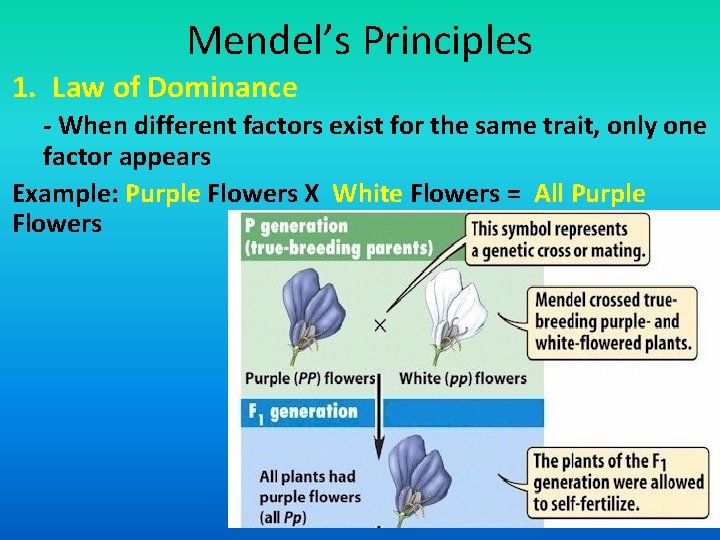 Mendel’s Principles 1. Law of Dominance - When different factors exist for the same