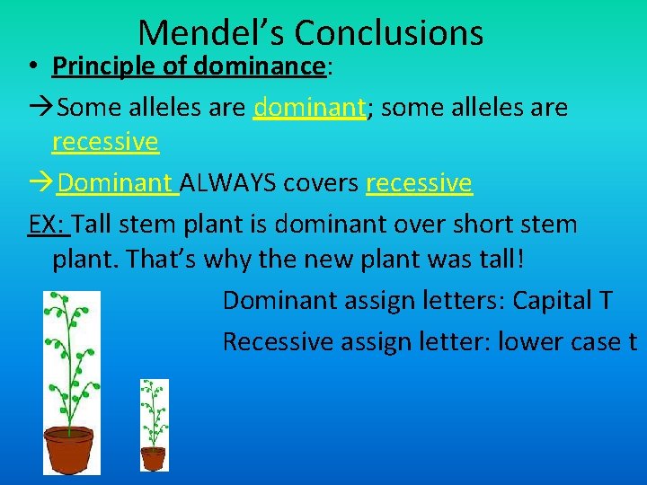 Mendel’s Conclusions • Principle of dominance: Some alleles are dominant; some alleles are recessive