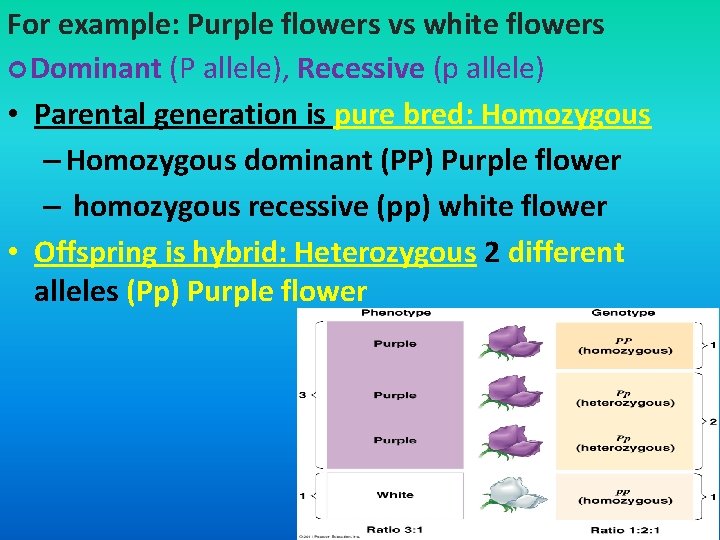 For example: Purple flowers vs white flowers Dominant (P allele), Recessive (p allele) •