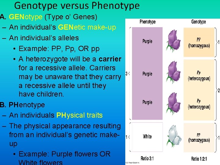 Genotype versus Phenotype A. GENotype (Type o’ Genes) – An individual’s GENetic make-up –