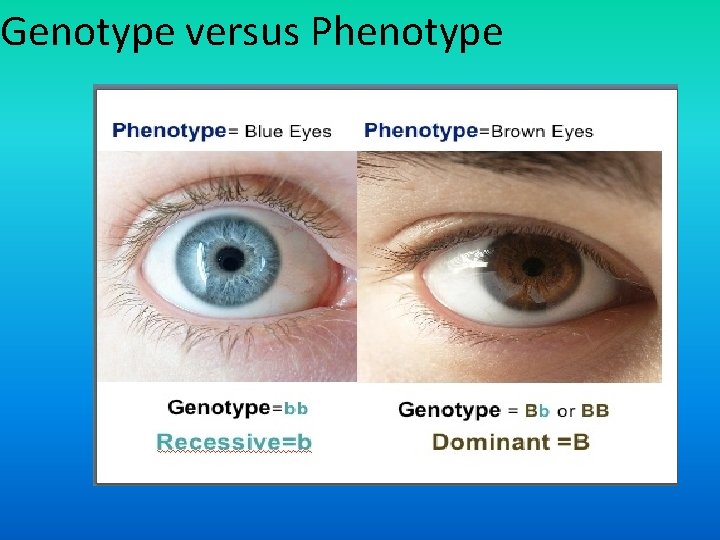 Genotype versus Phenotype 