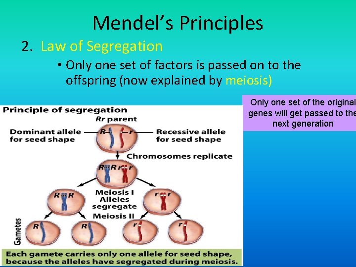 Mendel’s Principles 2. Law of Segregation • Only one set of factors is passed