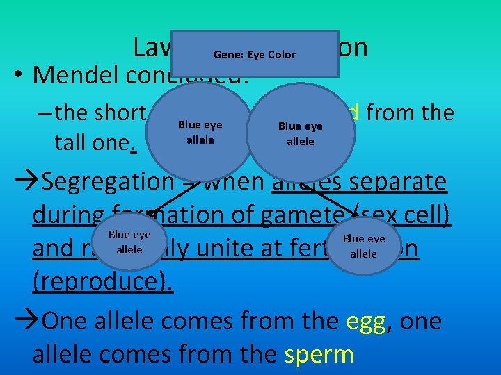 Law of. Gene: Segregation Eye Color • Mendel concluded: – the short allele was