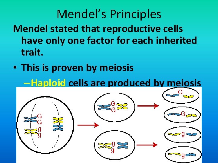 Mendel’s Principles Mendel stated that reproductive cells have only one factor for each inherited