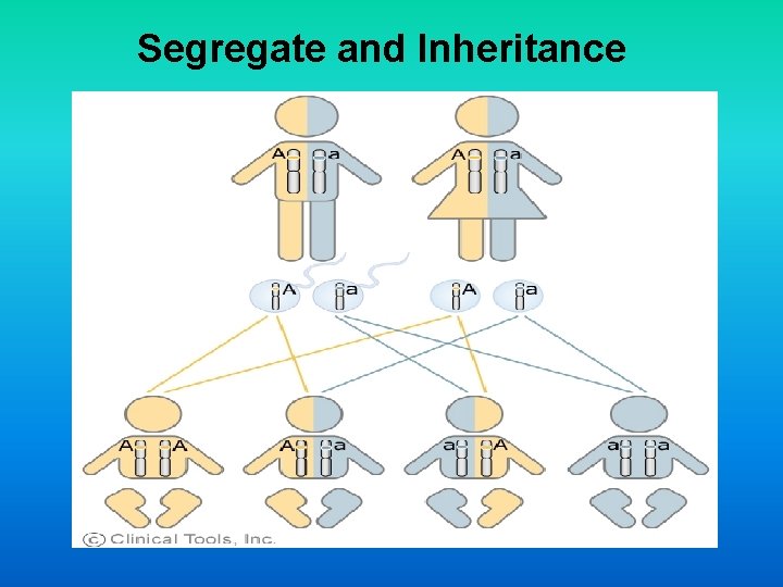 Segregate and Inheritance 