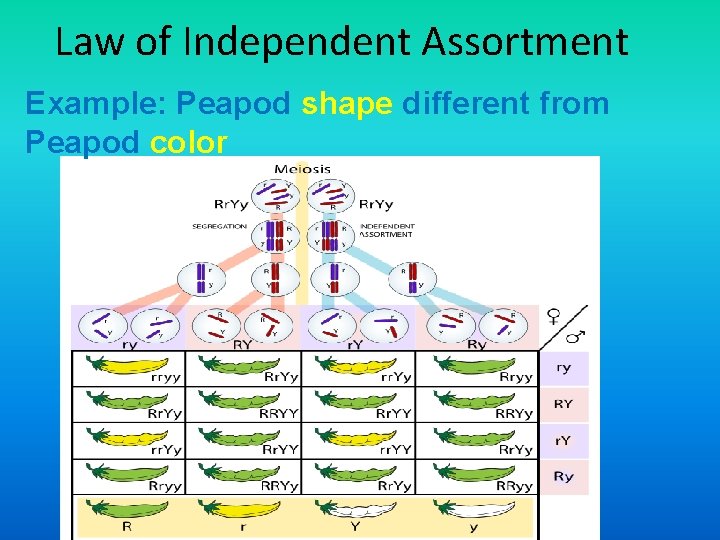 Law of Independent Assortment Example: Peapod shape different from Peapod color 