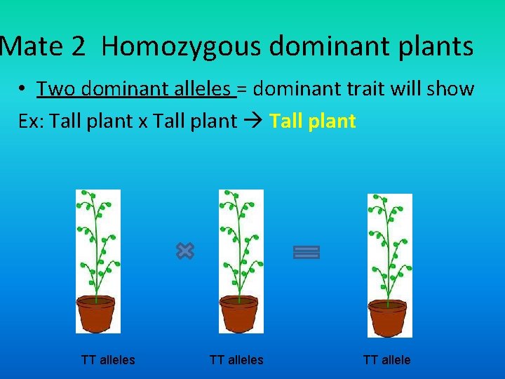 Mate 2 Homozygous dominant plants • Two dominant alleles = dominant trait will show