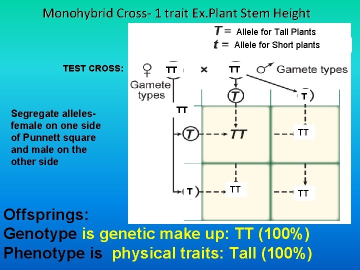 Monohybrid Cross- 1 trait Ex. Plant Stem Height Allele for Tall Plants Allele for