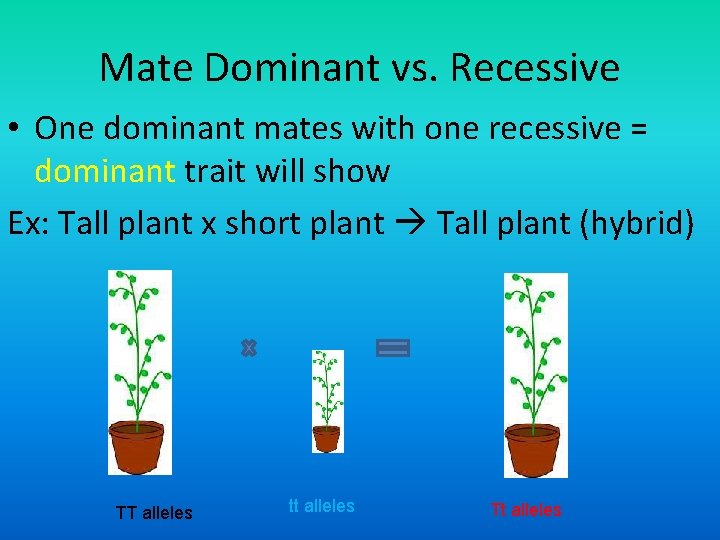 Mate Dominant vs. Recessive • One dominant mates with one recessive = dominant trait