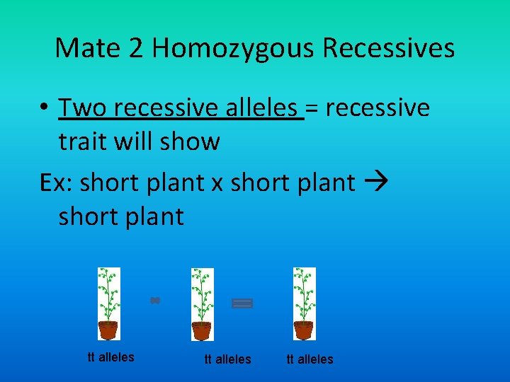 Mate 2 Homozygous Recessives • Two recessive alleles = recessive trait will show Ex: