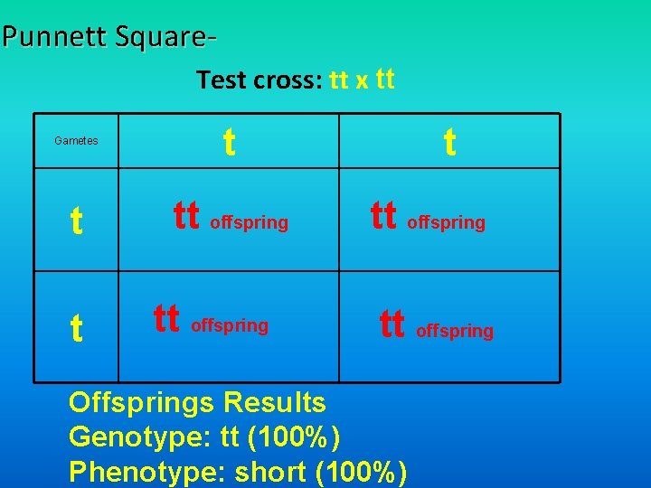 Punnett Square. Test cross: tt x tt Gametes t tt offspring Offsprings Results Genotype: