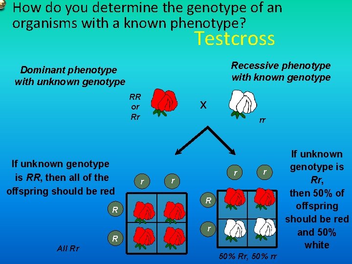 How do you determine the genotype of an organisms with a known phenotype? Testcross