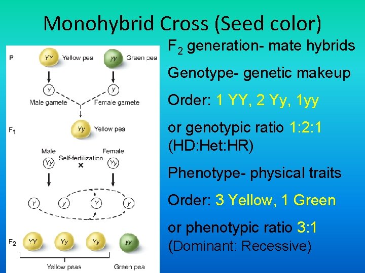 Monohybrid Cross (Seed color) F 2 generation- mate hybrids Genotype- genetic makeup Order: 1