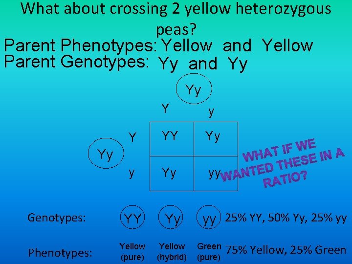 What about crossing 2 yellow heterozygous peas? Parent Phenotypes: Yellow and Yellow Parent Genotypes: