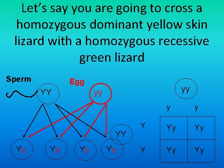 Let’s say you are going to cross a homozygous dominant yellow skin lizard with