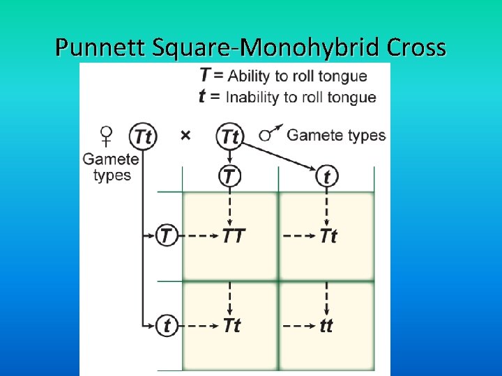 Punnett Square-Monohybrid Cross 
