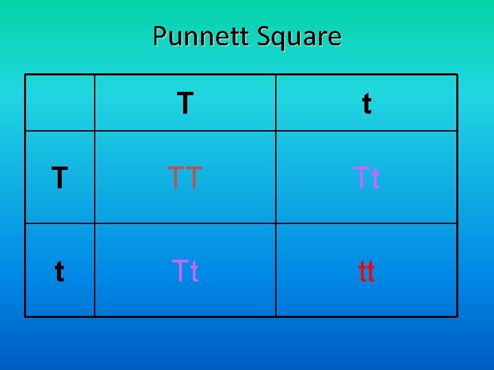 Punnett Square T t T TT Tt tt 