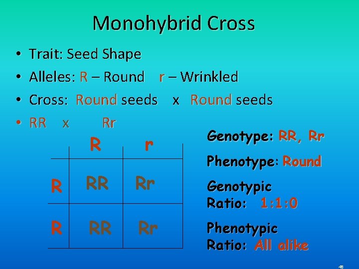 Monohybrid Cross • • Trait: Seed Shape Alleles: R – Round r – Wrinkled