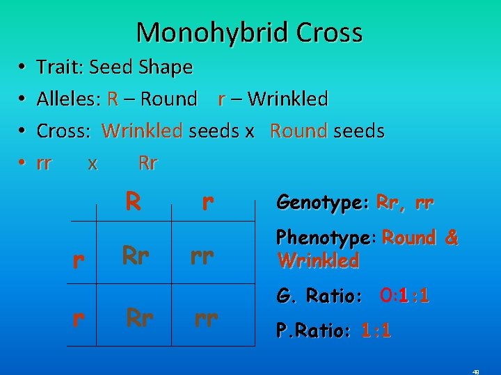 Monohybrid Cross • • Trait: Seed Shape Alleles: R – Round r – Wrinkled