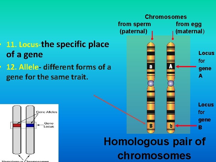 Chromosomes from sperm from egg (paternal) (maternal) • 11. Locus-the specific place of a
