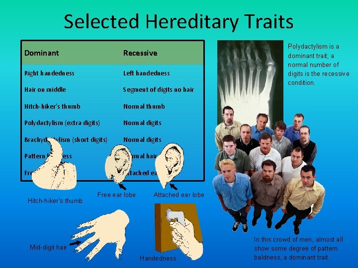 Selected Hereditary Traits Dominant Recessive Right handedness Left handedness Hair on middle Segment of