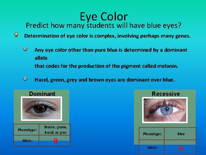 Eye Color Predict how many students will have blue eyes? Determination of eye color