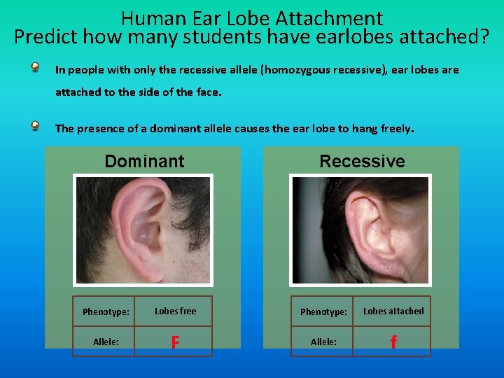 Human Ear Lobe Attachment Predict how many students have earlobes attached? In people with