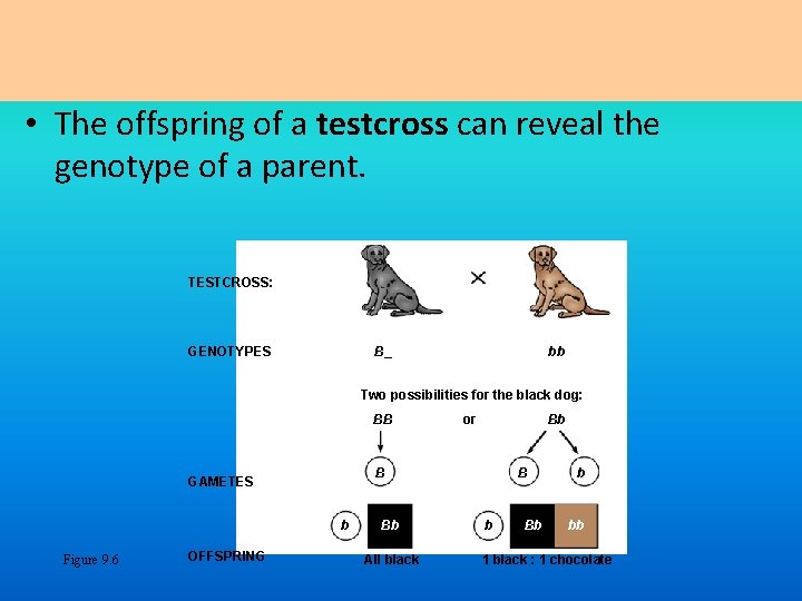  • The offspring of a testcross can reveal the genotype of a parent.