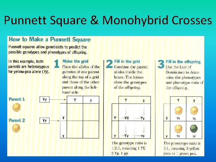 Punnett Square & Monohybrid Crosses 