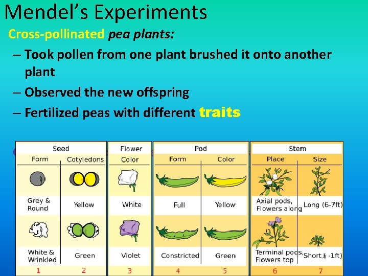 Mendel’s Experiments Cross-pollinated pea plants: – Took pollen from one plant brushed it onto