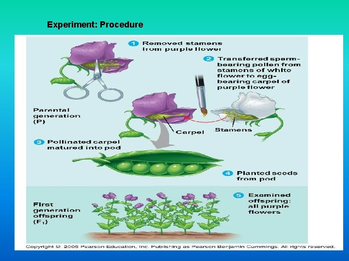 Experiment: Procedure 