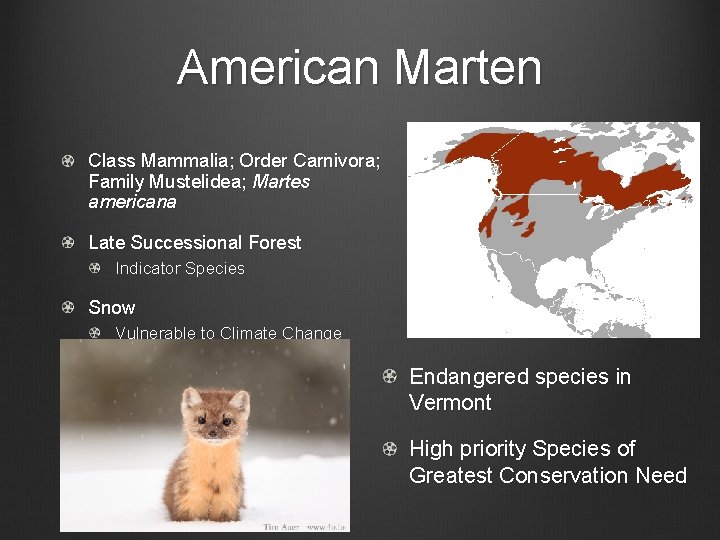 American Marten Class Mammalia; Order Carnivora; Family Mustelidea; Martes americana Late Successional Forest Indicator