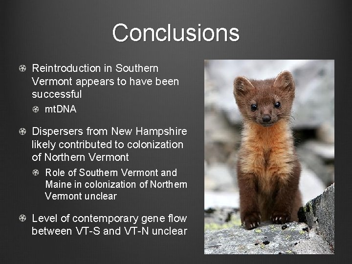 Conclusions Reintroduction in Southern Vermont appears to have been successful mt. DNA Dispersers from