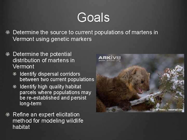 Goals Determine the source to current populations of martens in Vermont using genetic markers