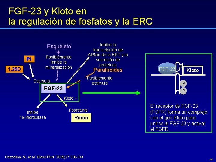 Pi 1, 25 D Posiblemente inhibe la mineralización Paratiroides Posiblemente estimula Estimula FGF-23 Kloto