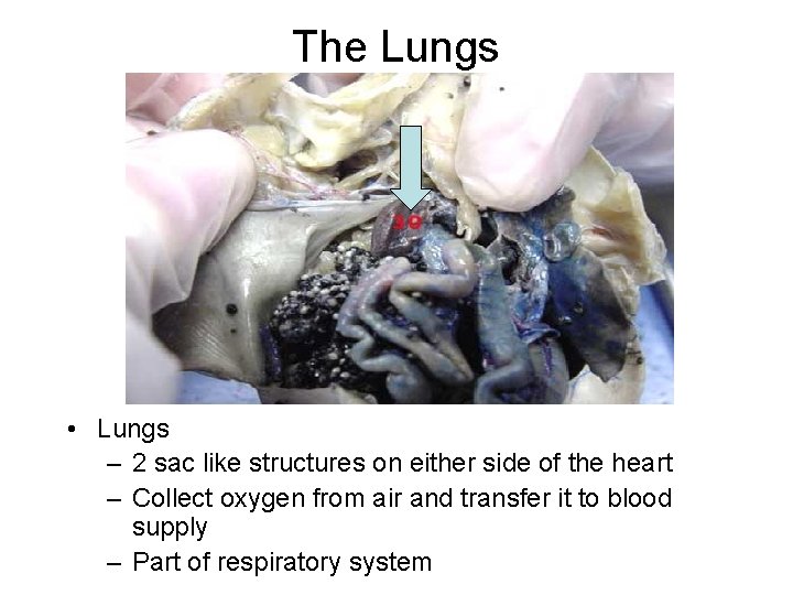 The Lungs • Lungs – 2 sac like structures on either side of the