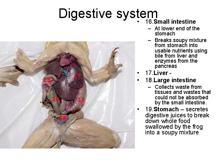 Digestive system • 16. Small intestine – At lower end of the stomach –