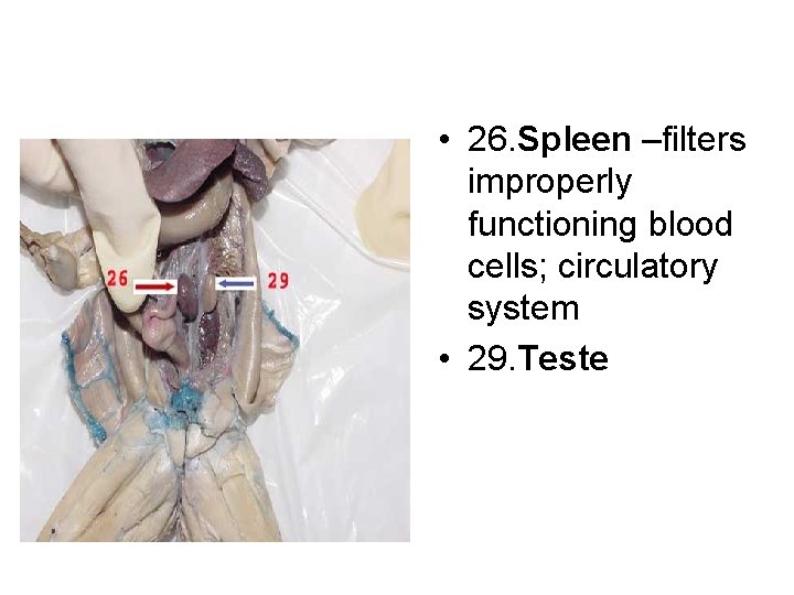  • 26. Spleen –filters improperly functioning blood cells; circulatory system • 29. Teste