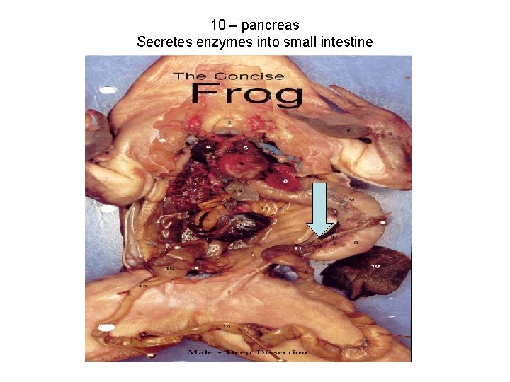 10 – pancreas Secretes enzymes into small intestine 