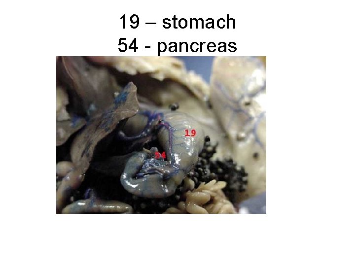 19 – stomach 54 - pancreas 