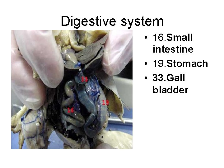 Digestive system • 16. Small intestine • 19. Stomach • 33. Gall bladder 