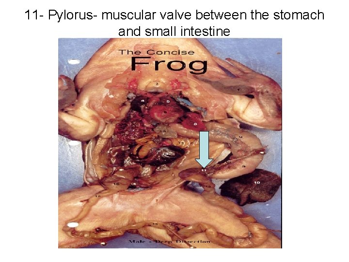 11 - Pylorus- muscular valve between the stomach and small intestine 