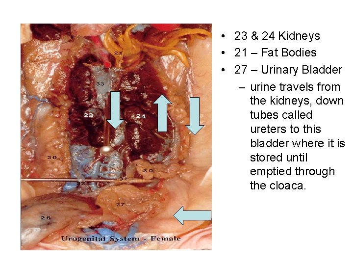  • 23 & 24 Kidneys • 21 – Fat Bodies • 27 –