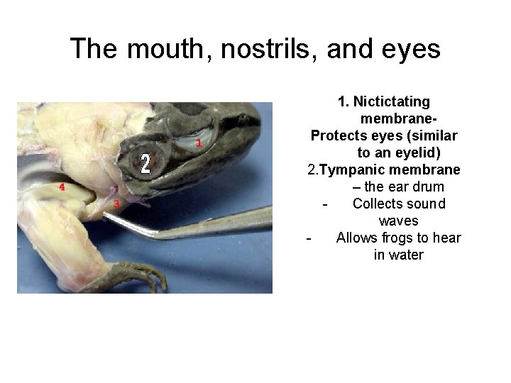 The mouth, nostrils, and eyes 1. Nictictating membrane. Protects eyes (similar to an eyelid)